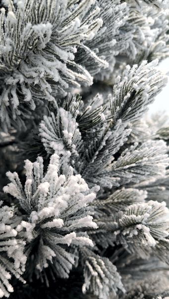 Сосна Полярна засніжена 200 см Pol_snow200 фото