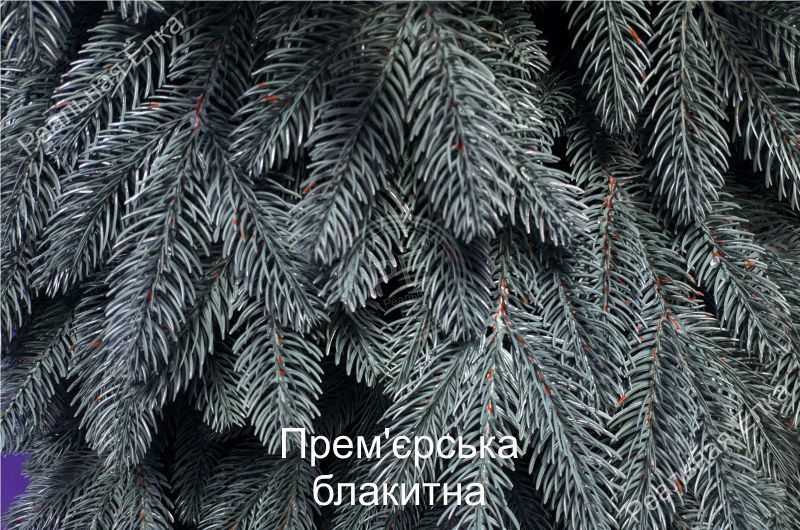 Прем'єрська (гілки вгору, блакитна) - 260 см П(в)б260 фото
